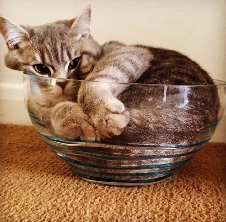 Cat in a Bowl