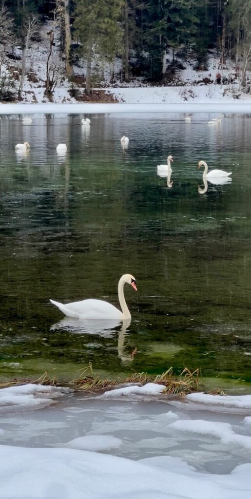 Schwäne auf dem See